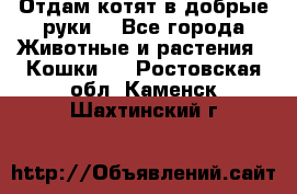 Отдам котят в добрые руки. - Все города Животные и растения » Кошки   . Ростовская обл.,Каменск-Шахтинский г.